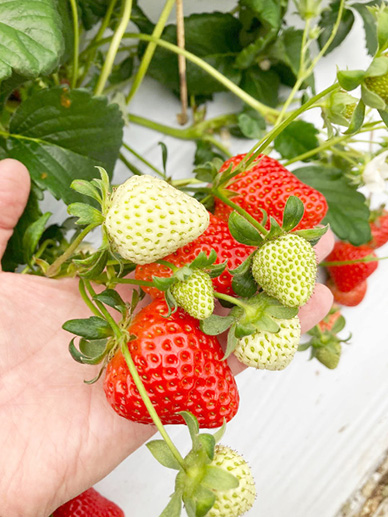 熊本縣草莓出口生產者會